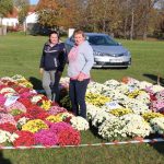 chryzantemy, kwiaty na błoniach, 29.10 (16)