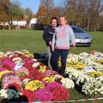 chryzantemy, kwiaty na błoniach, 29.10 (18)