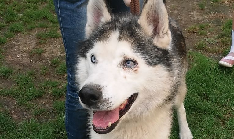 Husky szuka właściciela