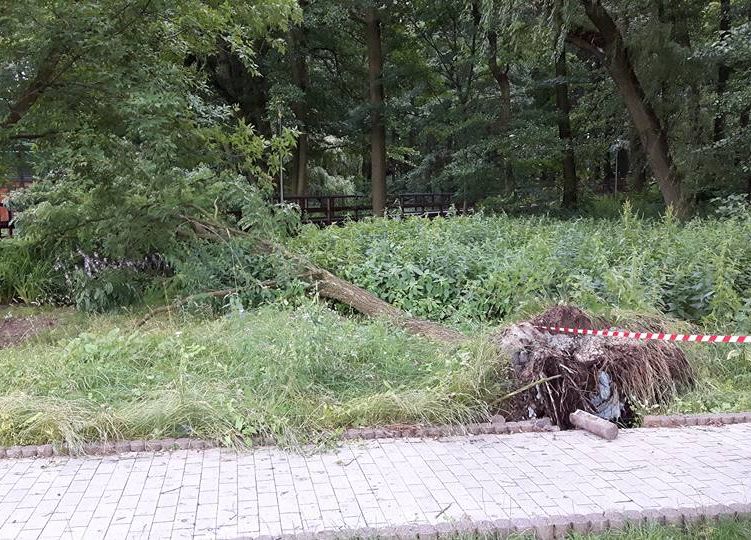 Fot. Materiały prasowe Centrum Edukacji Przyrodniczej w Lubinie