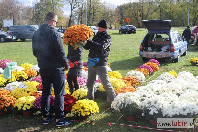 Chryzantemy i znicze na błoniach