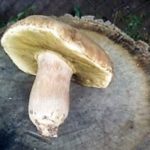 grzybiarz (1)