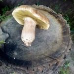 grzybiarz (1)