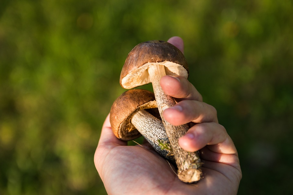 Grzybiarzu, bądź rozsądny w lesie