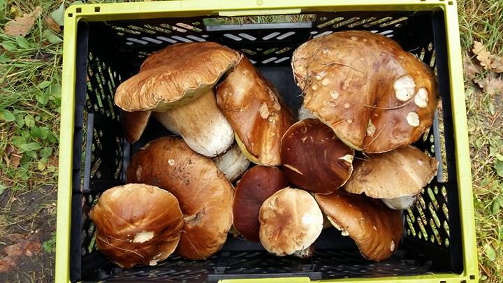 W lubińskim nadleśnictwie bogactwo grzybów