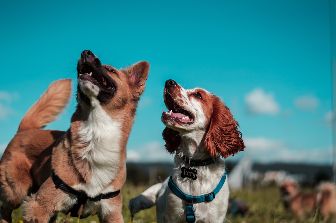 Karma royal canin w ZooArt – a o co poprosiłby Twój pies, gdyby umiał mówić?