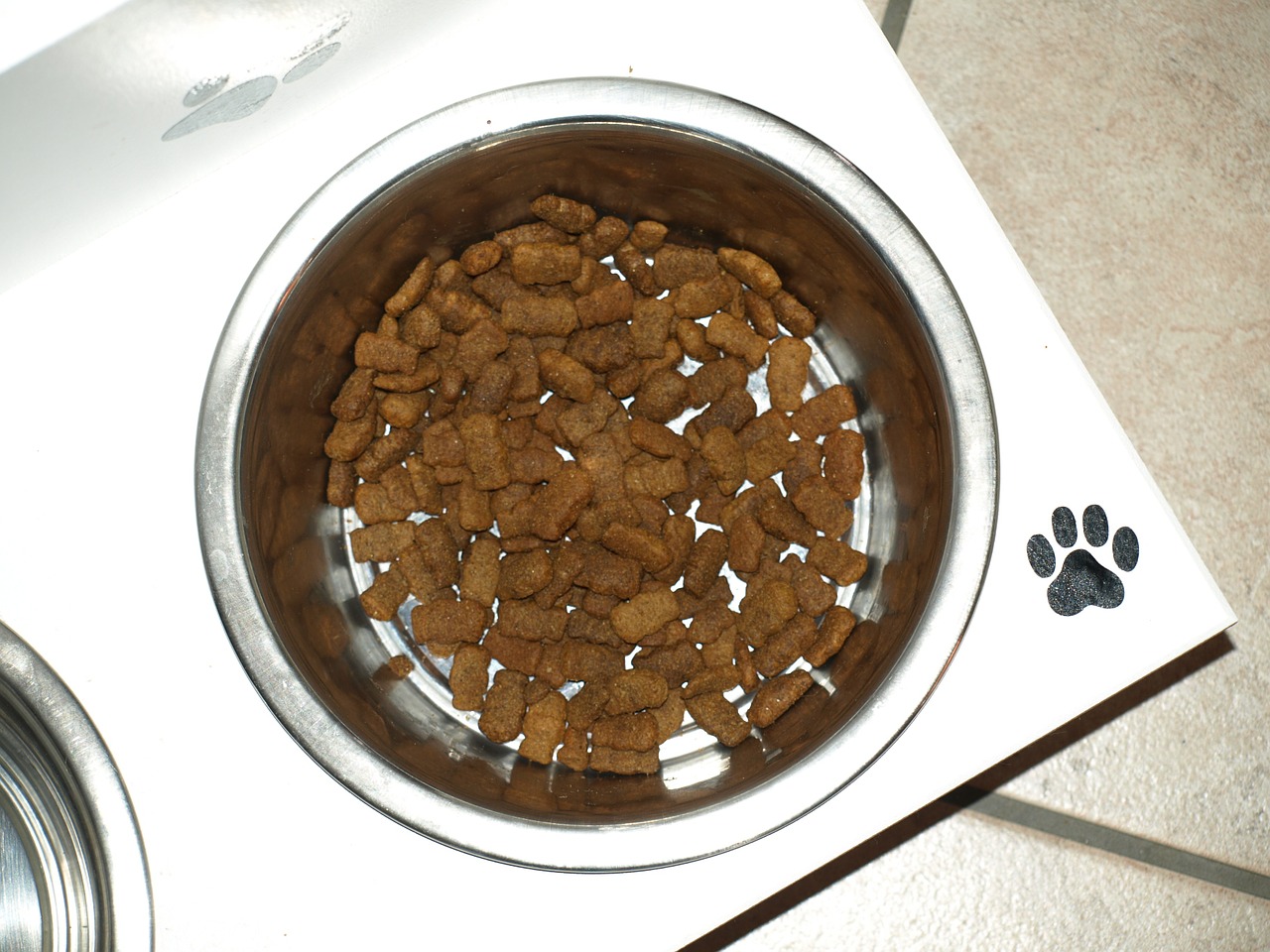 Sucha karma dla psa – czy to dobry wybór?