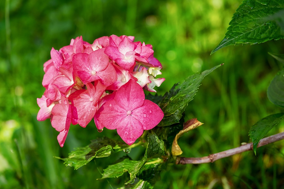 Mini ogród botaniczny w mieście