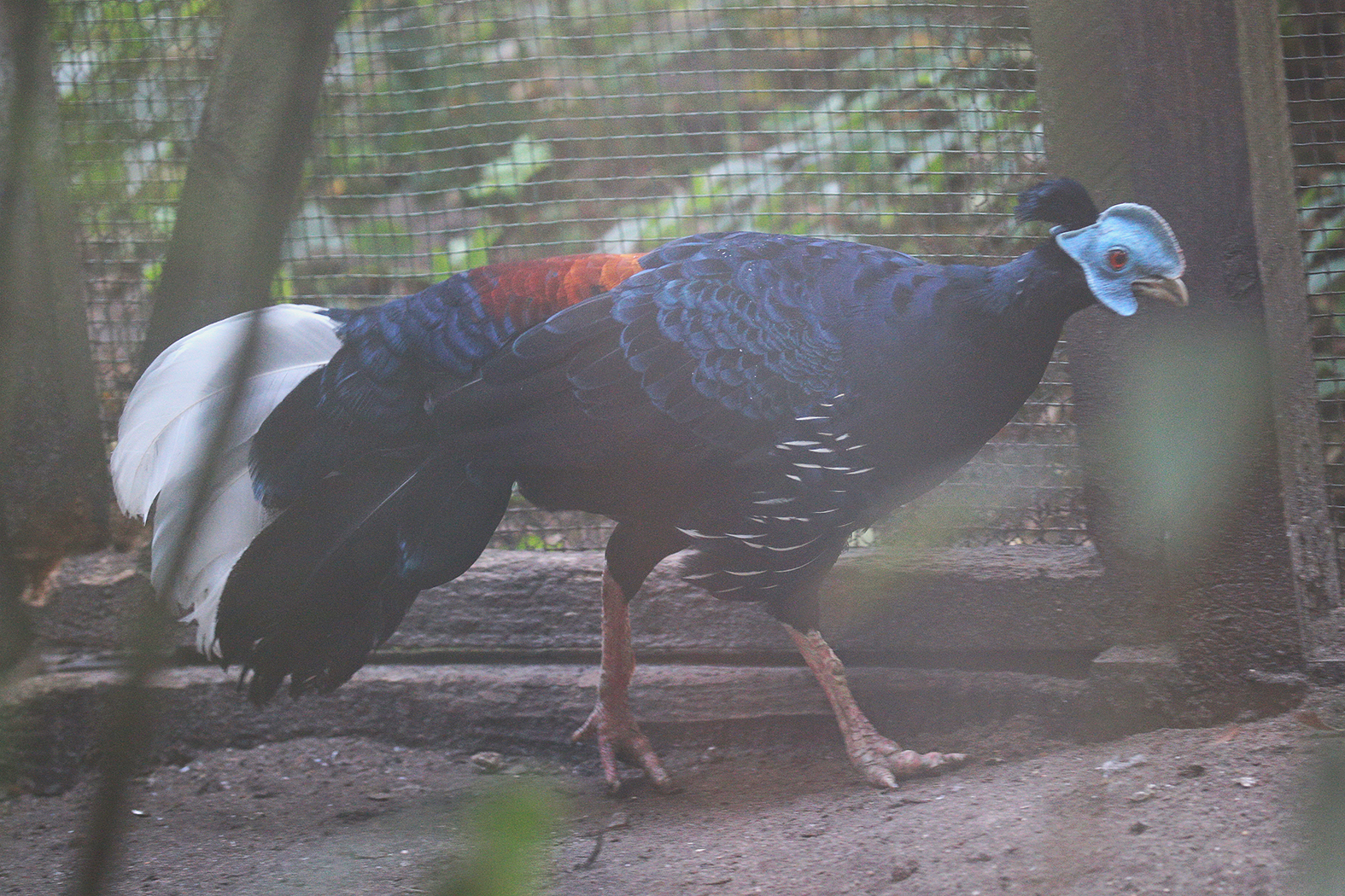 Lubińskie zoo ma największą kolekcję w Polsce