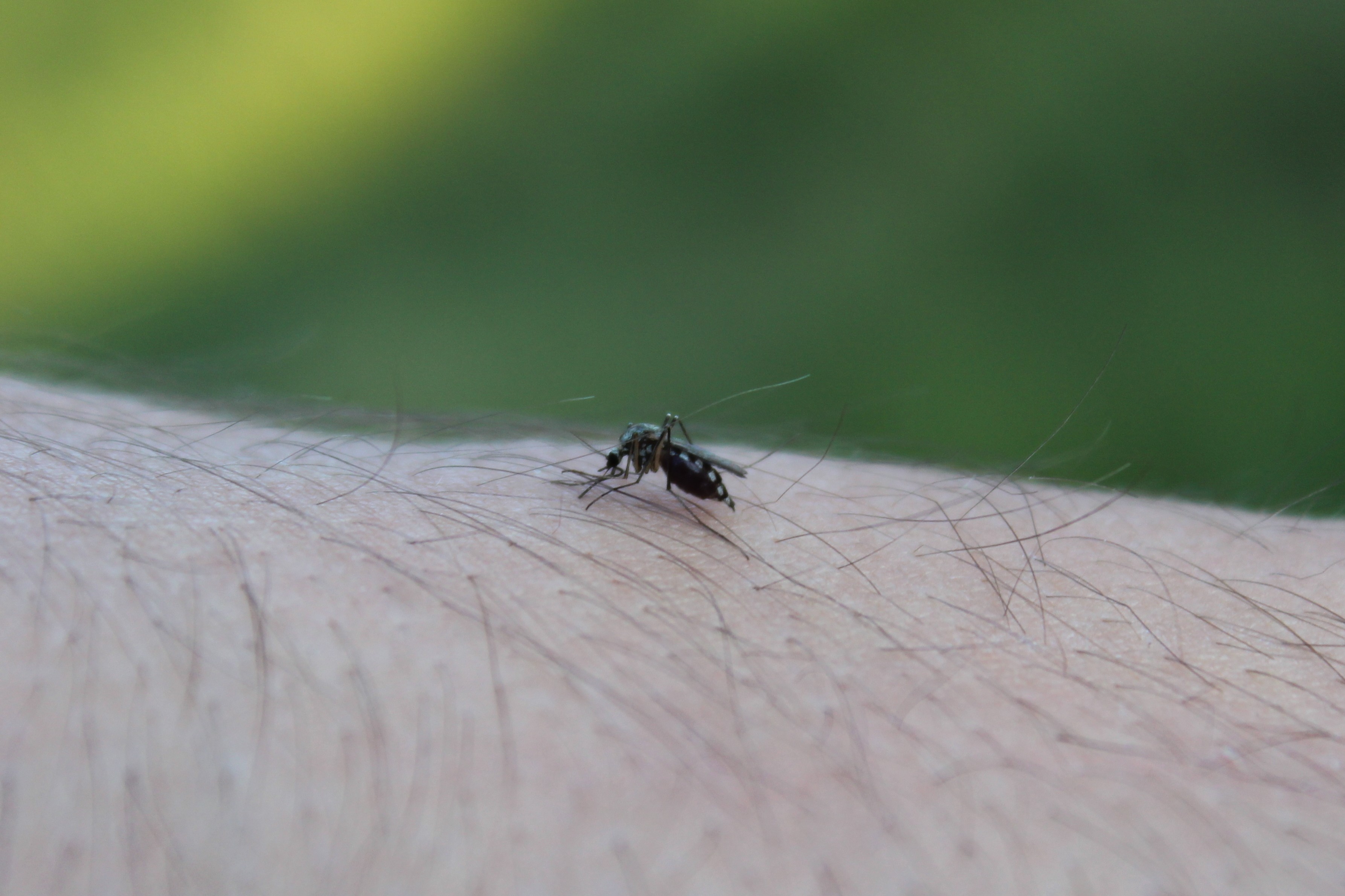 Inwazja krwiopijców w powiecie