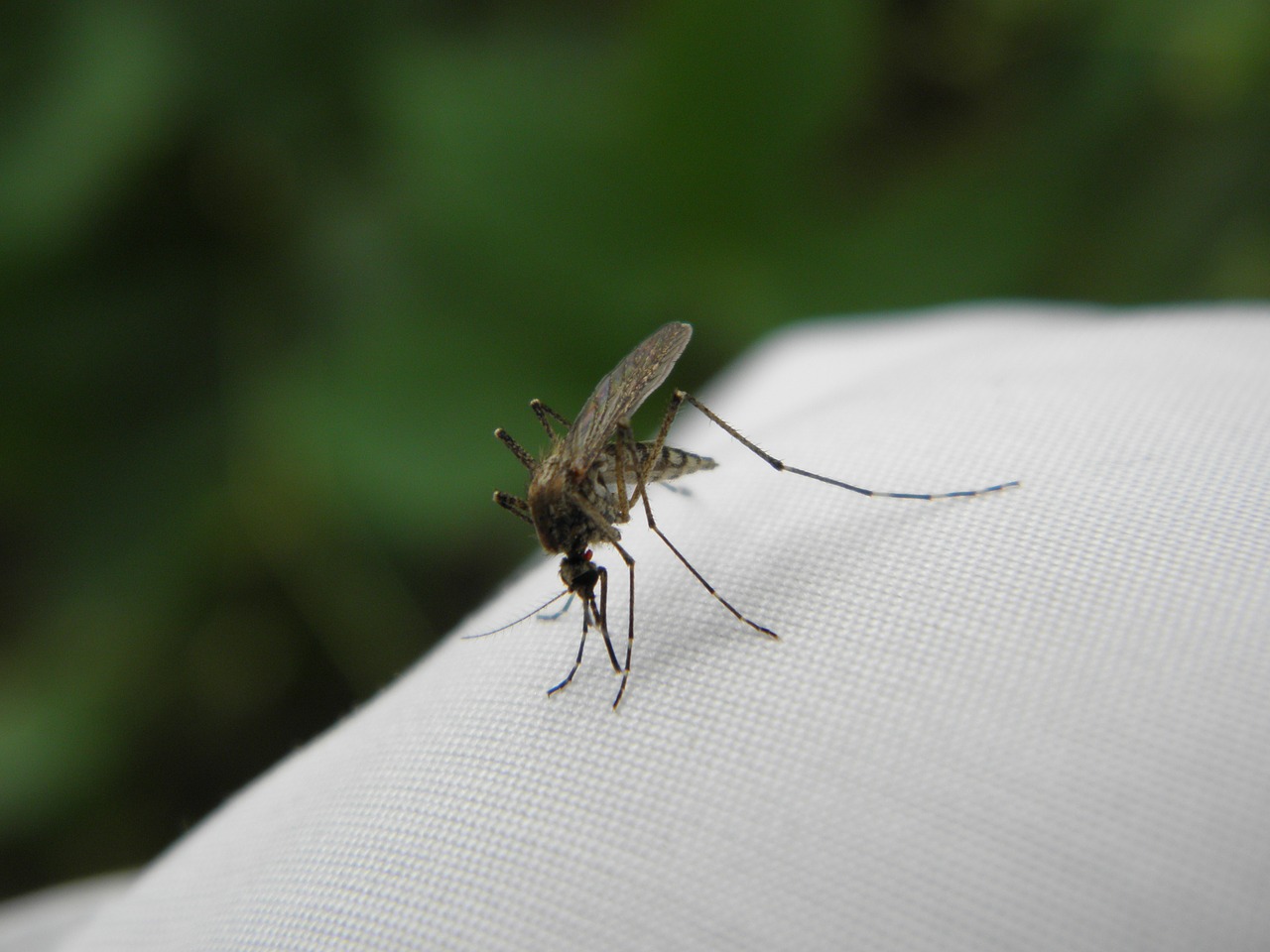 Preparaty przeciw owadom. Czy są skuteczne i bezpieczne?
