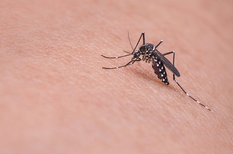 Wybijają kleszcze i komary