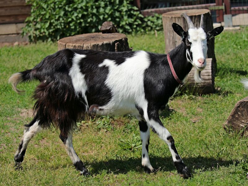 Do lubińskiego zoo wprowadzili się nowi mieszkańcy