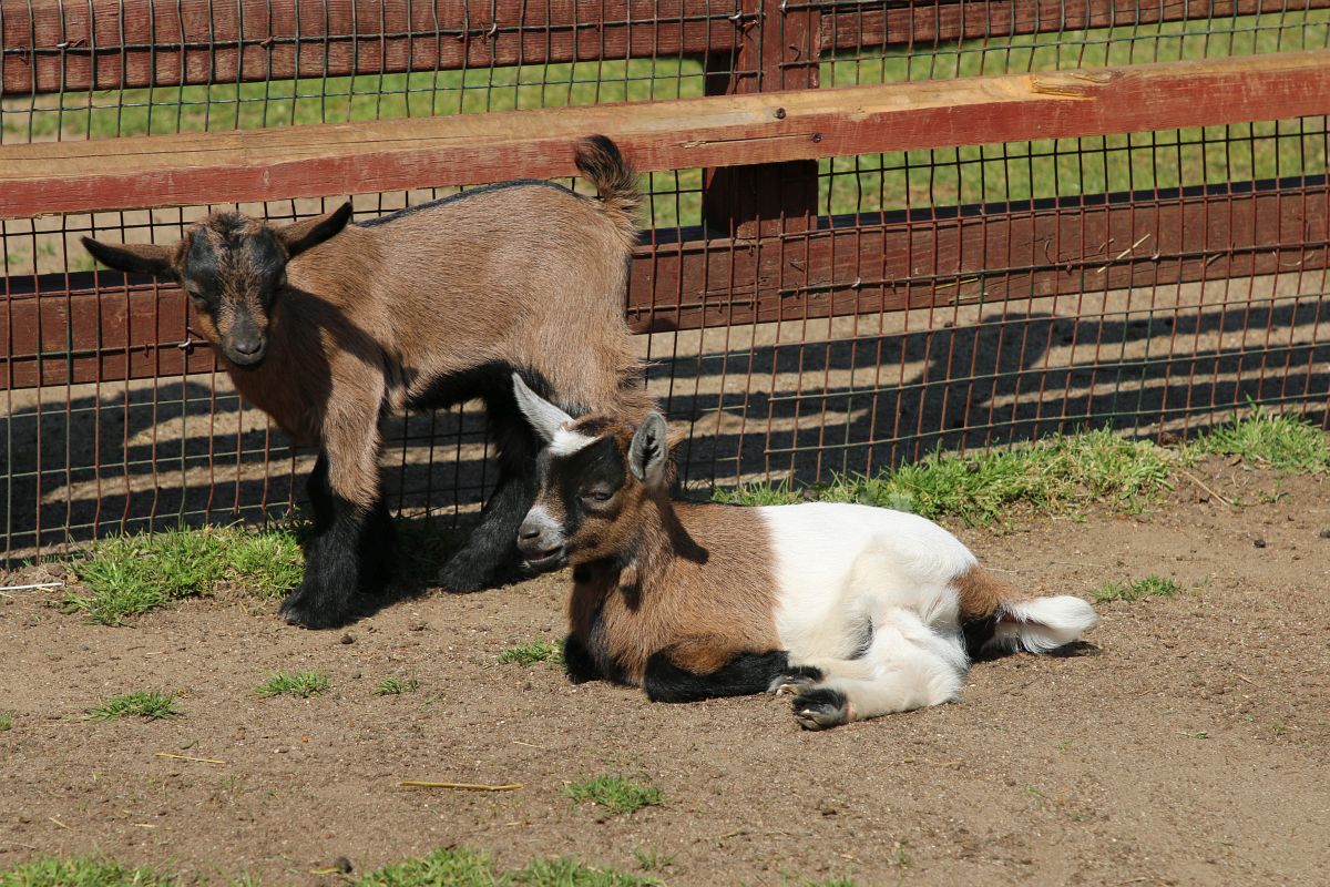 Nowi lokatorzy i wiosna w pełni. Co słychać w lubińskim zoo?