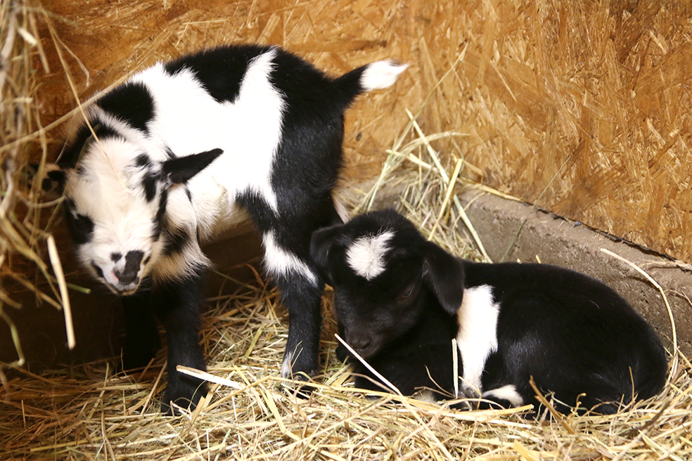 Nowe maluchy w lubińskim zoo