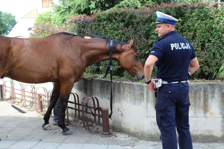 Policyjny pościg za koniem bez jeźdźca