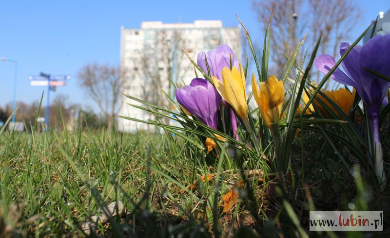 Tysiące kolorowych kwiatów ozdobi miasto