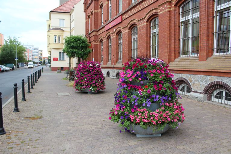 Królują surfinie i pelargonie