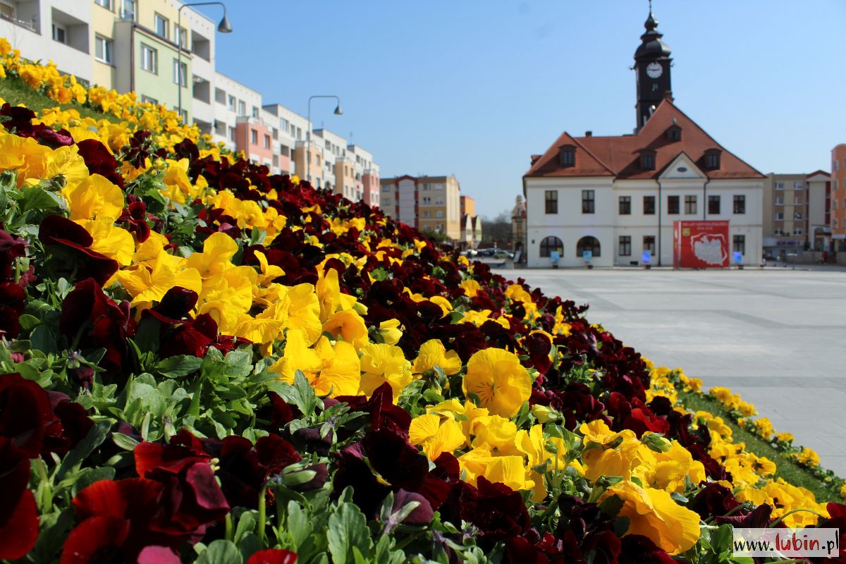 Lubin może zostać najpiękniej ukwieconym miastem w Polsce
