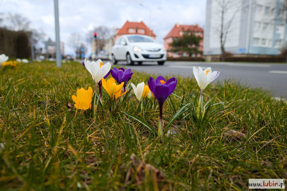 Lubin rozkwita – najpierw krokusy, potem tulipany i inne