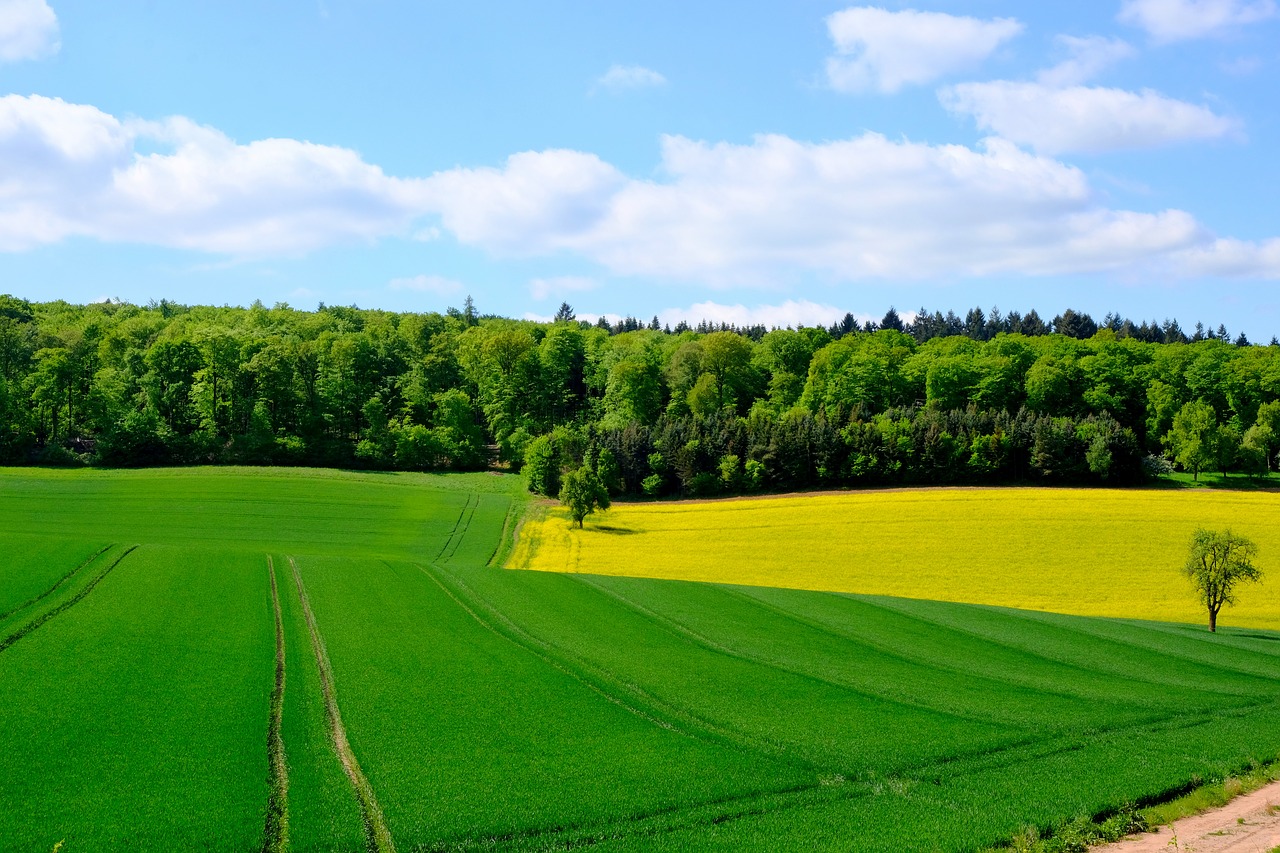 Prywatny las z unijną dotacją