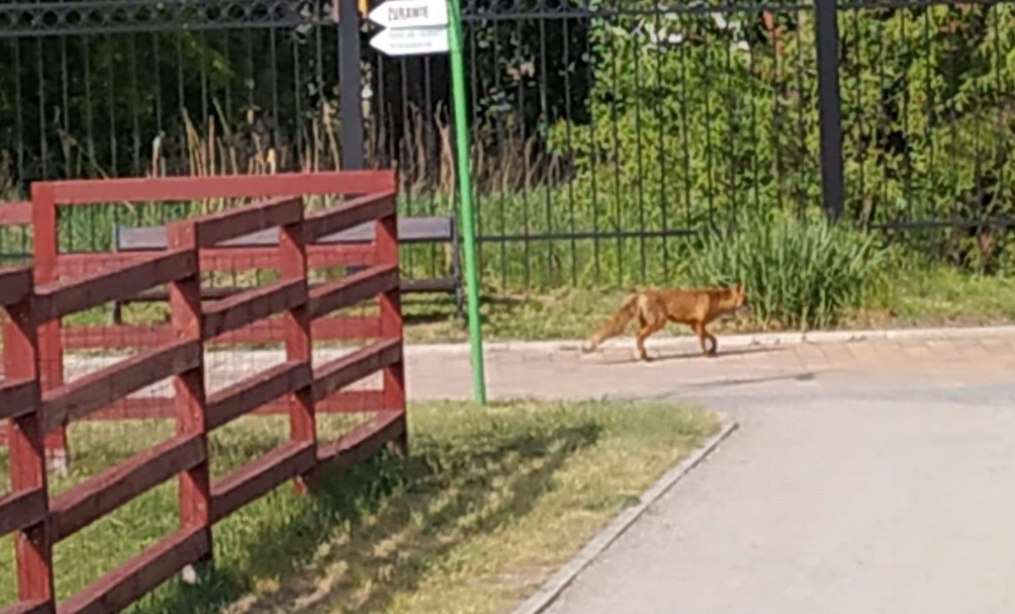 Chodzi lisek wkoło… parku. Dzikie rudzielce w mieście