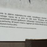 mural, żuraw, Żurawia (6)