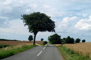 Ulice od miedzi i drzewek owocowych