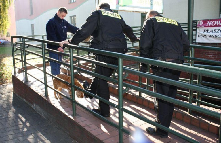 Bestialstwo pod domem towarowym