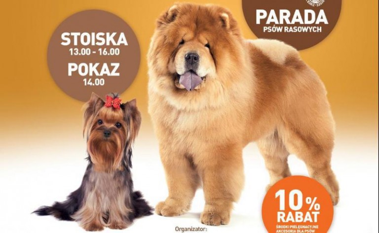 Psy opanują galerię