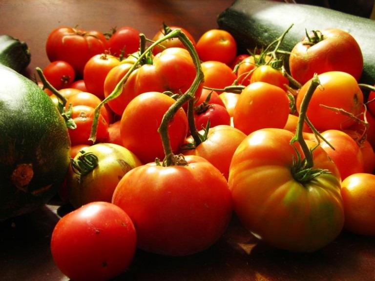 Pomidory i ziemniaki zaatakowane przez pasożyty