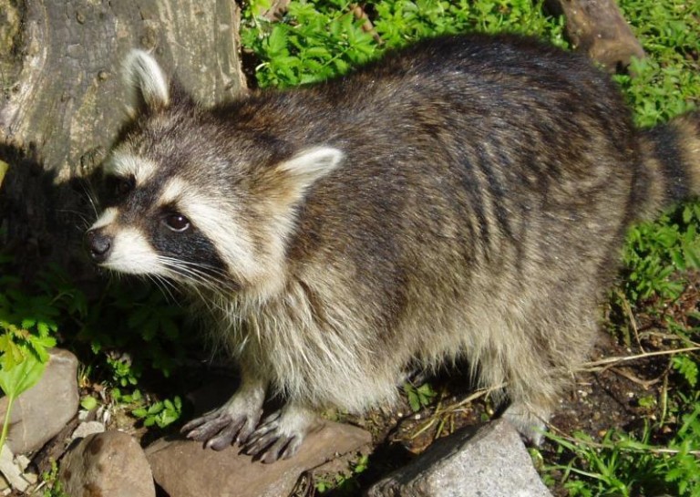 Nowe zwierzęta w lubińskich lasach