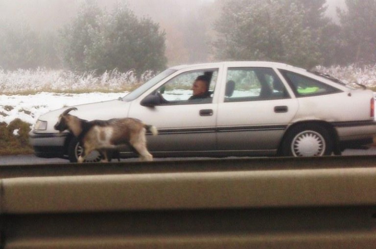 Pościg za niesforną kozą