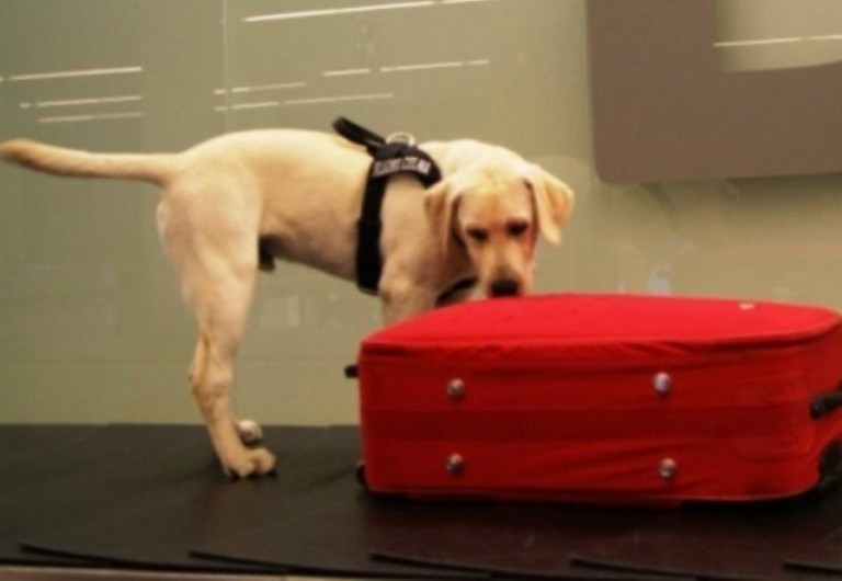 Beny sprawdzi twój bagaż