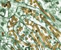 Wirus H5N1 nie w naszym regionie