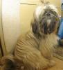 Zaginął piesek rasy shih-tzu