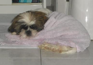 Shih tzu szczęśliwie odnaleziony