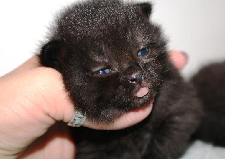 Koci oprawca chce się sądzić