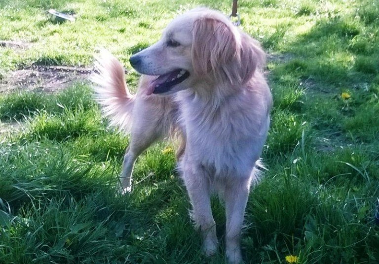 Trzy suczki do kochania