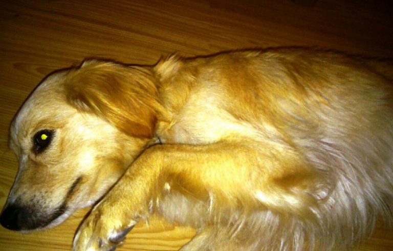 Znaleziona suczka czeka na właściciela