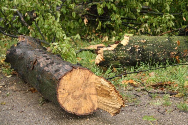 Wiatr wyrywał drzewa