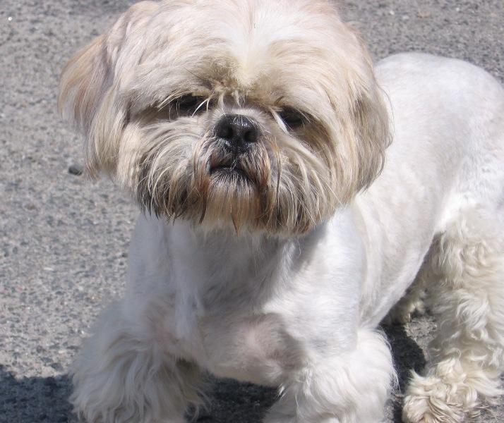 Mały shih-tzu zgubił właściciela