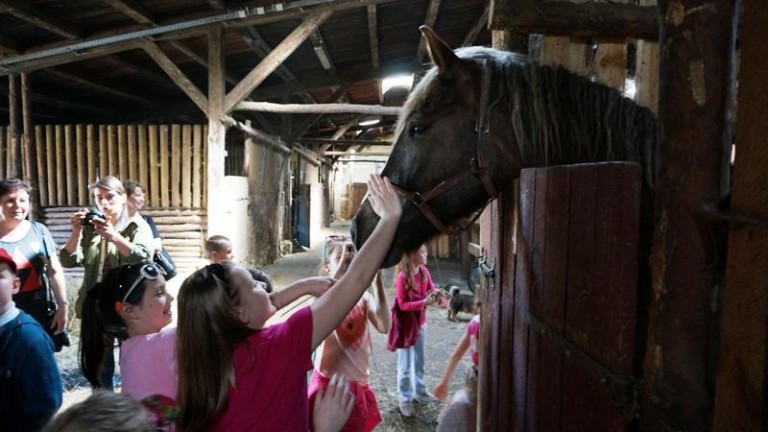 Ratują konie z rzeźni