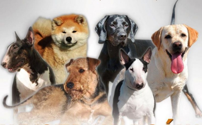 Święto miłośników psów już za tydzień