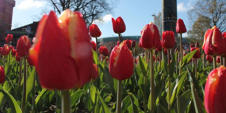 Do Lubina prosto z Holandii