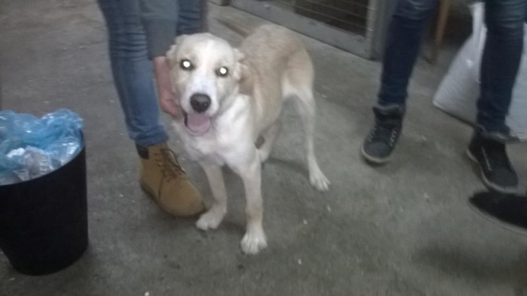 Milusińscy do adopcji