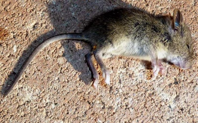 Walczą z gryzoniami