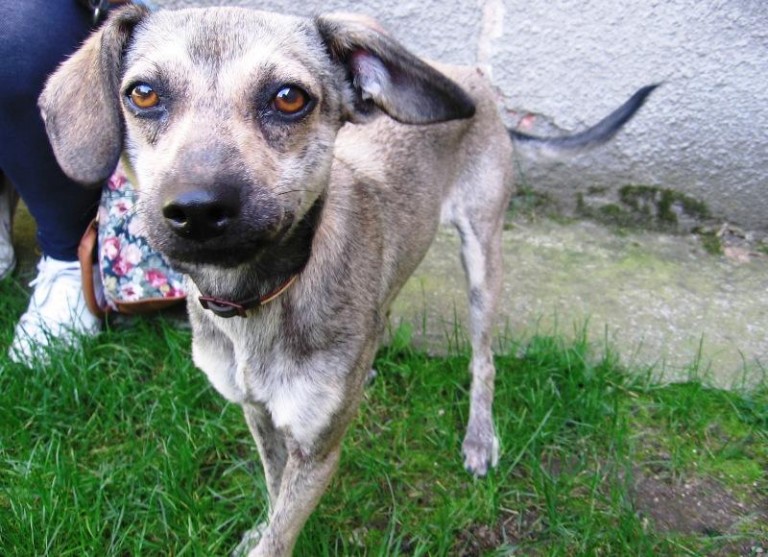 Cały zwierzyniec do kochania