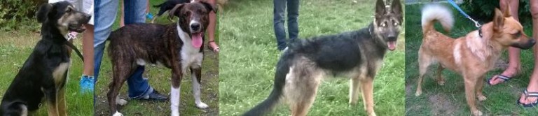 Zwierzaki do wzięcia