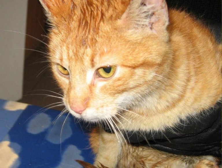 Ściągnęli go ze słupa